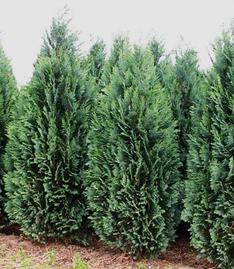 Chamaecyparis lawsoniana columnaris